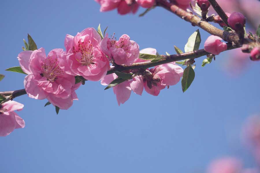 咲き誇る桃の花（写真はイメージ）【写真：写真AC】