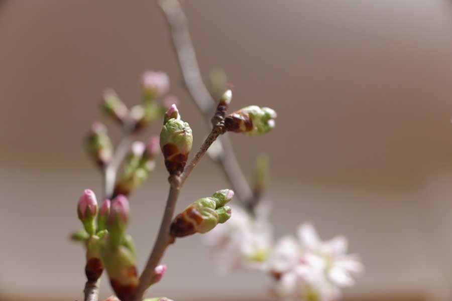 桜のつぼみ（写真はイメージ）【写真：写真AC】