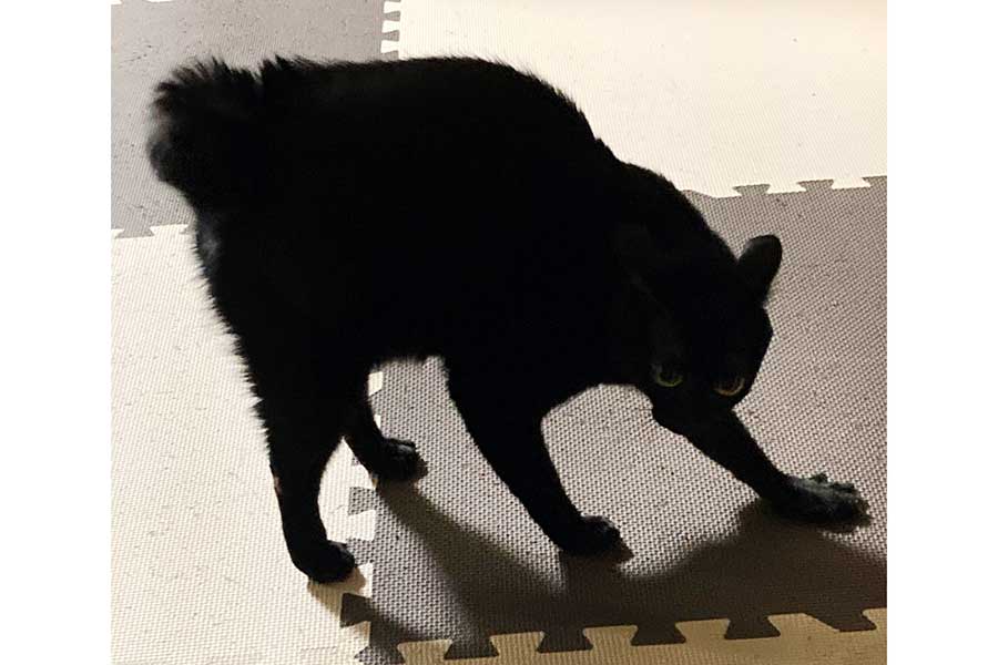 黒ねこのあさりちゃん。逆光で完璧なシルエットを浮かび上がらせた【写真提供：黒猫あさり（@kuro_asari5bee）さん】