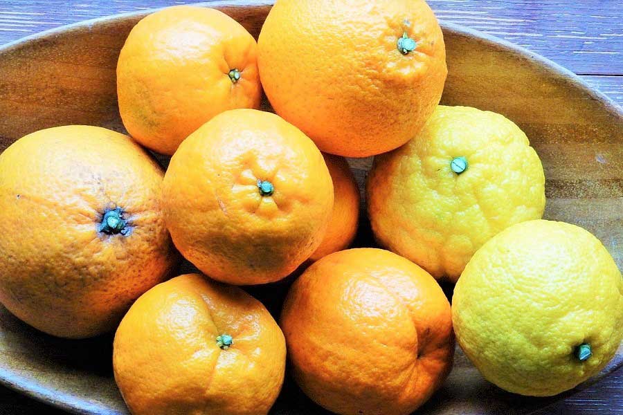 柑橘類（写真はイメージ）【写真：写真AC】