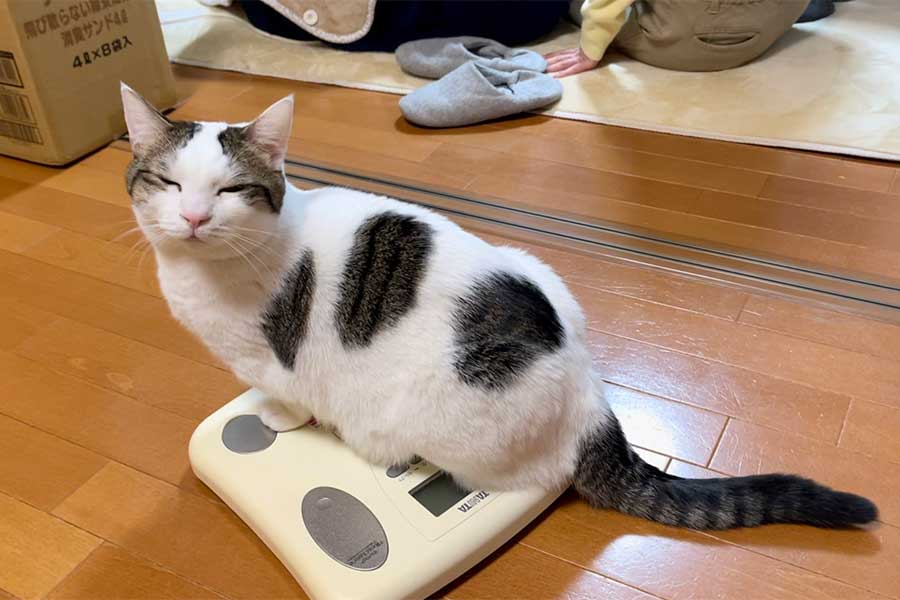 体重計に乗る豆大福くん【写真提供：ひのき猫（@nekohinoki）さん】