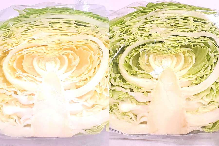 カットキャベツは左のような切り口が黄色いものを選んだ方がいいのだとか【写真提供：青髪のテツ｜野菜のプロ（@tetsublogorg）さん】