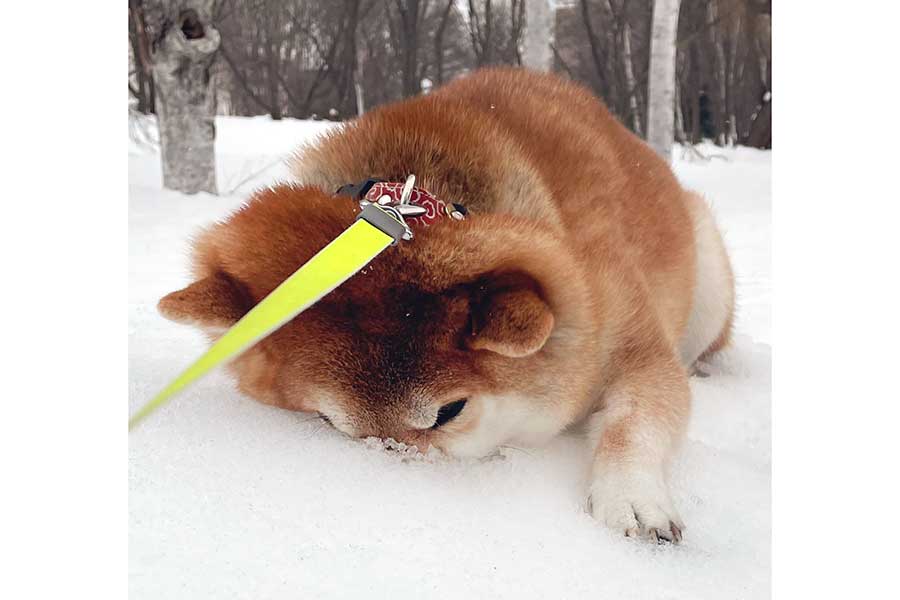 マズルを雪に深く差して、全力で帰宅拒否をするハルちゃん【写真提供：柴犬ハル（@shibaharu_）さん】