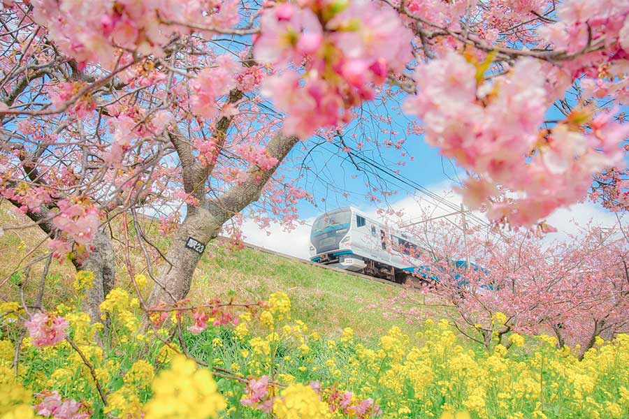 「春行きの電車が出発します」のメッセージとともにツイッターに投稿され話題に【写真提供：AyuMi（@a_yumi0425）さん】