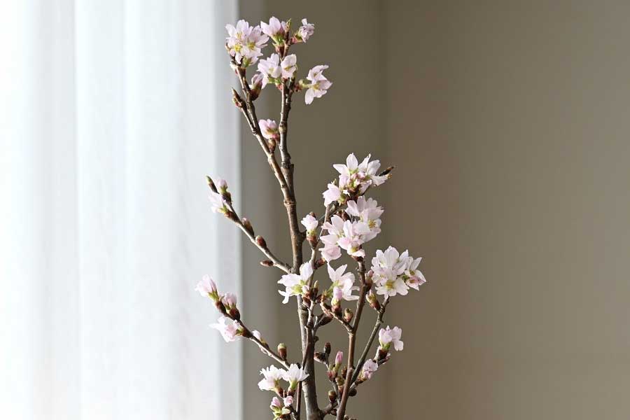 家に桜を飾ってお花見（写真はイメージ）【写真：写真AC】