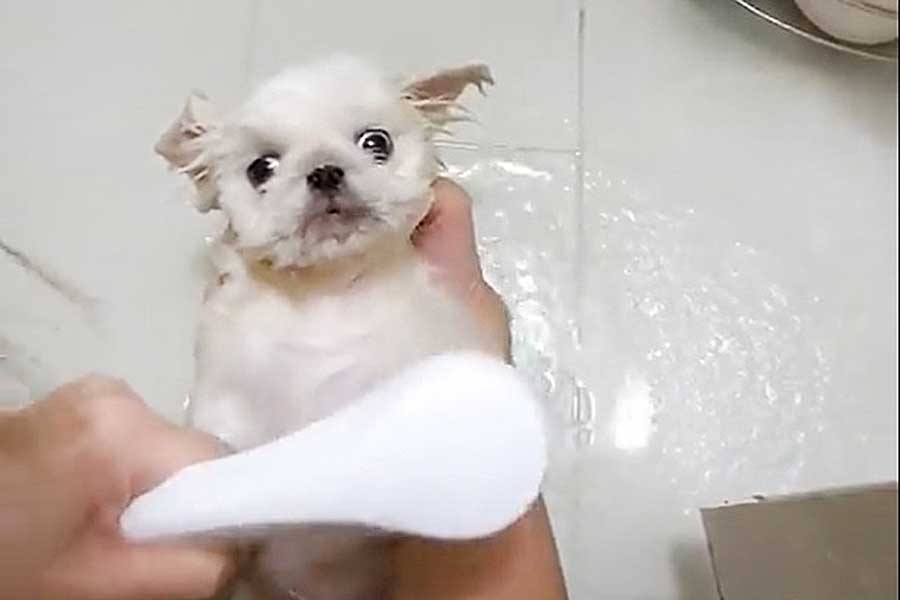 初めてのお風呂にびっくり!?（画像はスクリーンショット）