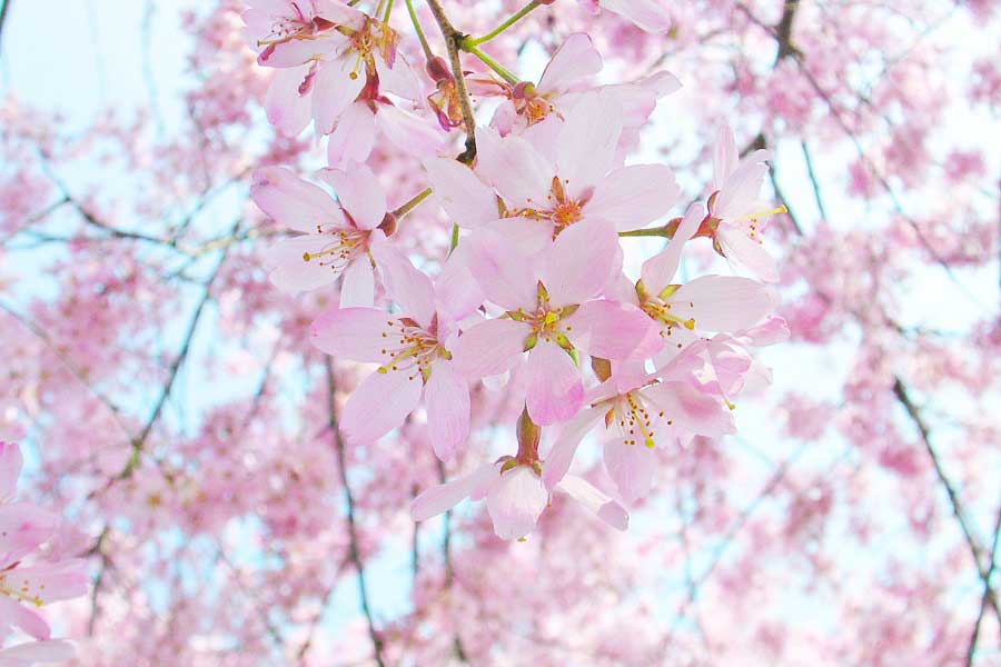 満開の桜の花（写真はイメージ）【写真：写真AC】