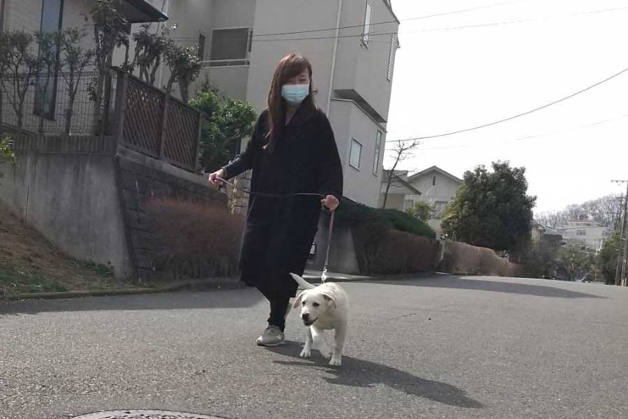ジェニーと散歩する真由美さん【写真提供：日本盲導犬協会】