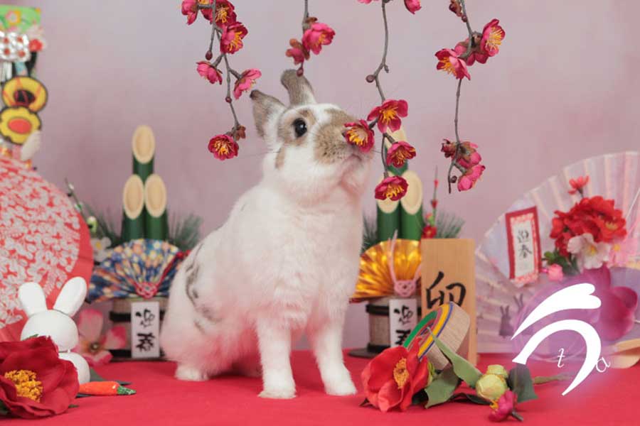 大好評のウサギ撮影会の一コマ【写真提供：うさぎ写真家 uta（@utajima）さん】