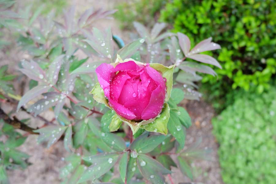 春の雨に濡れるボタンのつぼみ（写真はイメージ）【写真：写真AC】
