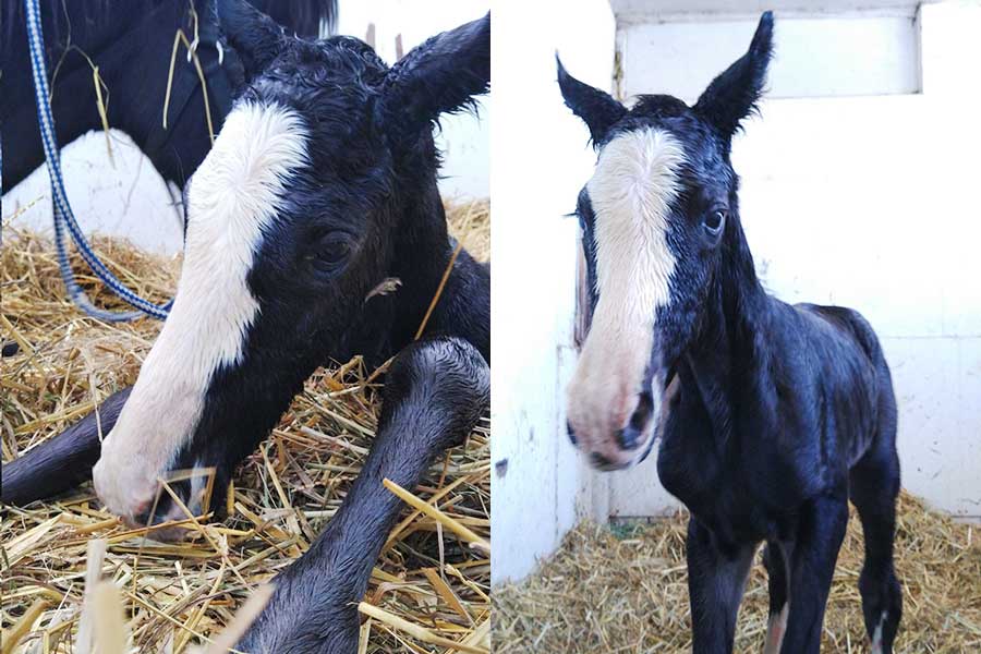 3月10日に生まれた父ブリックスアンドモルタル、母デルマヒスイの牝馬【写真提供：（株）白井牧場（@shirai_farm）】