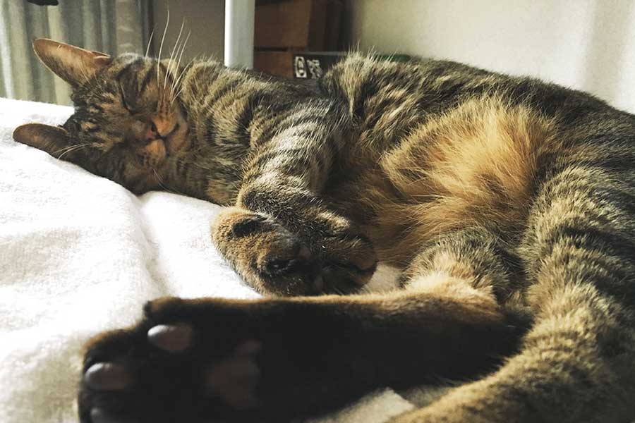 ドイツ移住にあたって離れ離れになってしまった島崎さんの愛猫【写真：島崎英純】