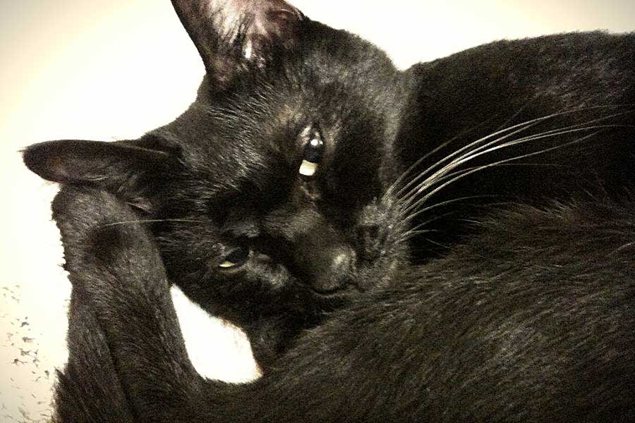 島崎さんがアニマルシェルターで出会った初代愛猫【写真：島崎英純】