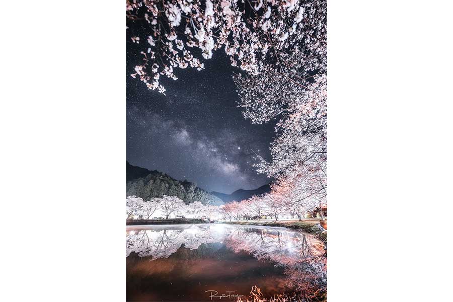 ライトアップされた桜並木と満点の星空が美しい一枚【写真：たけたろ | Ryotaro Takeshima（@_take_taro_）さん】