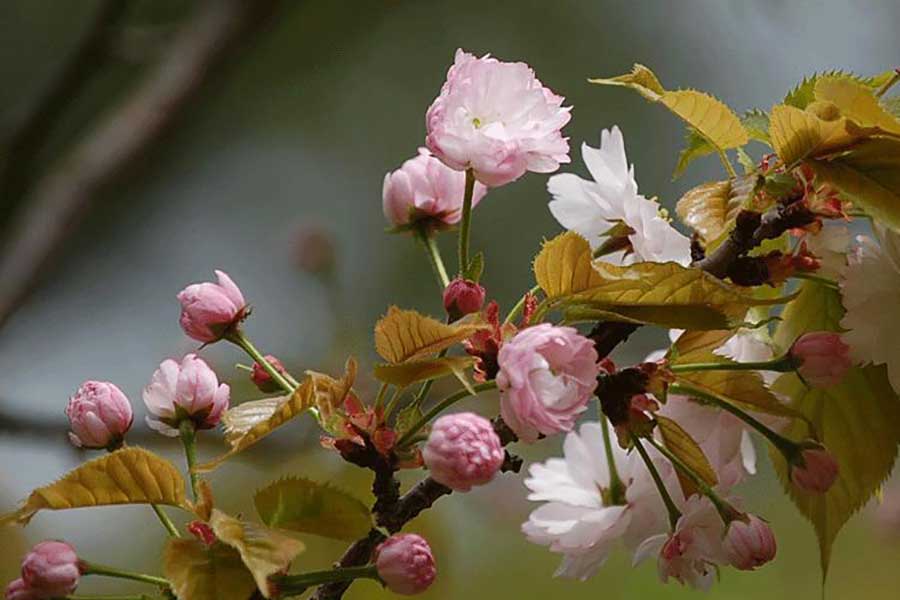 可憐で優雅な花姿のナラノヤエザクラ。見頃は今から【写真提供：奈良八重桜の会】