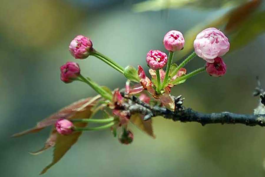 つぼみの時は濃い紅色、咲くと薄いピンク色に【写真提供：奈良八重桜の会】