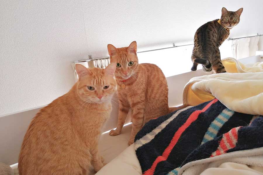 類さん宅で暮らす3匹の愛猫。左からちよちゃん、やちちゃん、ももちゃん【写真提供：類（@ruuiruiruirui）さん】