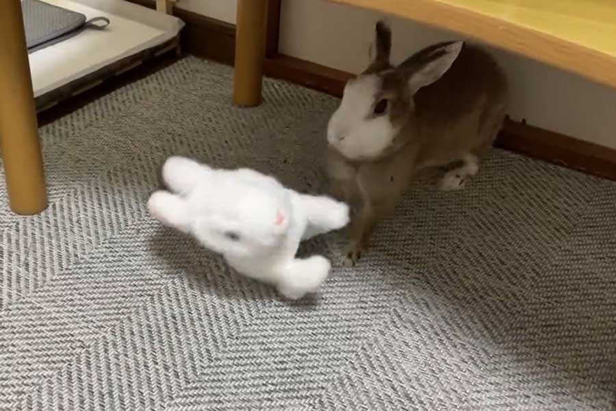 おもちゃのウサギに強烈なパンチをお見舞いするもっちゃん（画像はスクリーンショット）