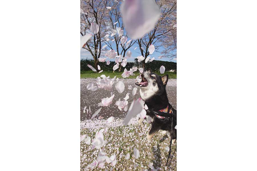 宙に舞う桜の花びらに大興奮のひなたちゃん【写真提供：くーさんママ（@kukuri_shibainu）さん】