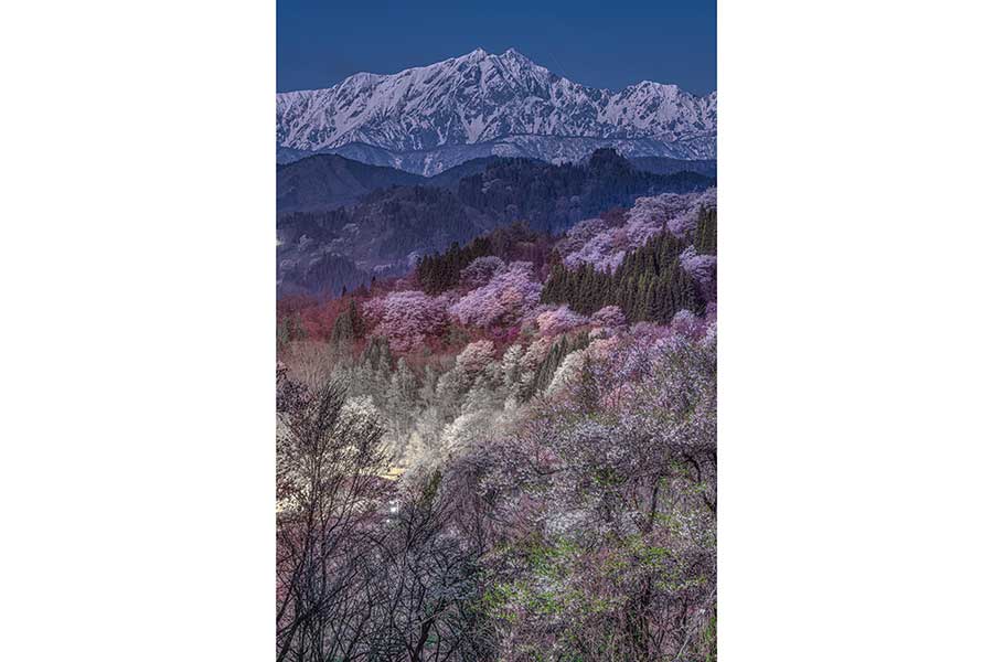 雪が残る山と月明かりに照らされる山桜【写真提供：Tatsuki Ito（@ta2funk）さん】