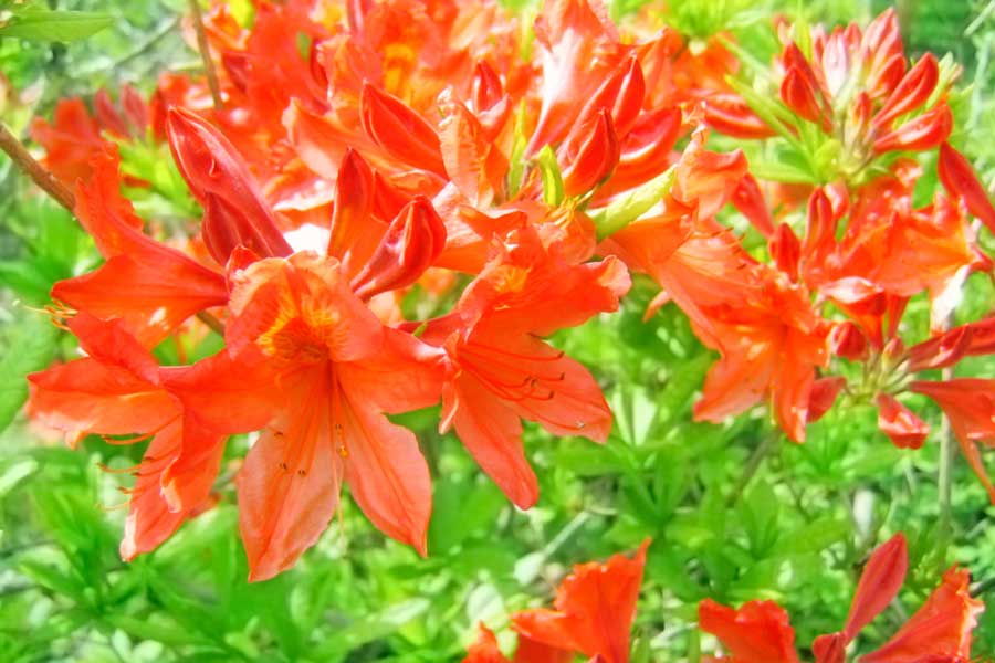 オレンジ色などの鮮やかな花が美しいレンゲツツジ（写真はイメージ）【写真：写真AC】