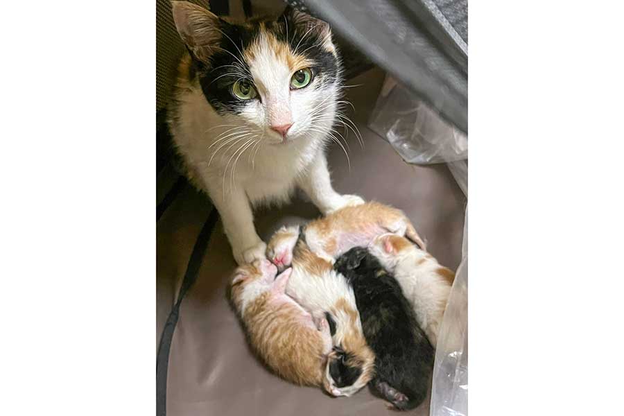 母ねこのミカちゃんと5匹の赤ちゃんねこ。きれいに並んだ姿はまるでテトリス【写真提供：ジル（@xoxo_jillk）さん】
