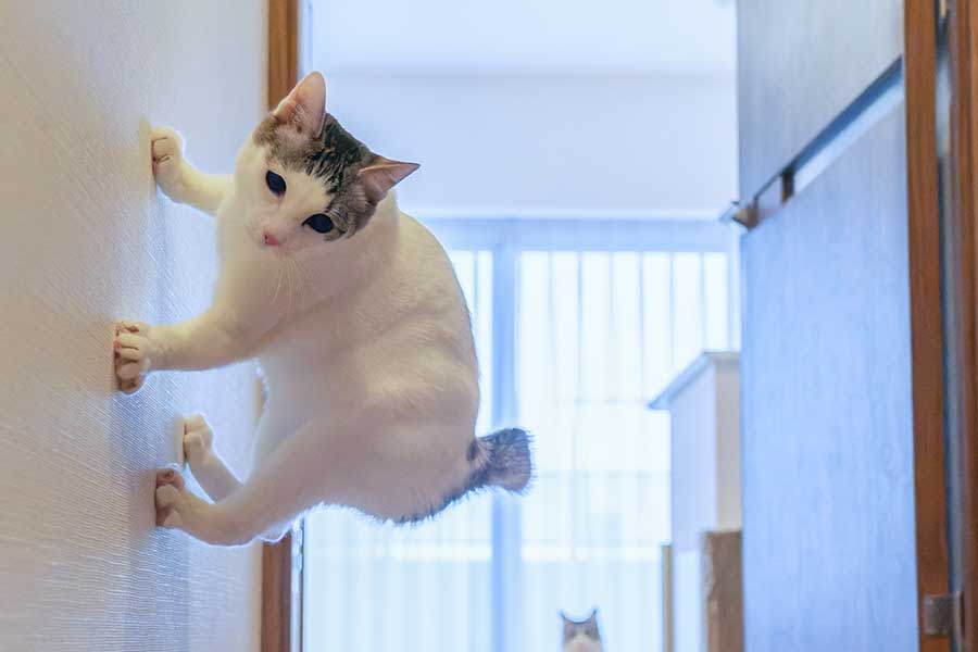 スパイダーニャン!? 壁に張り付く元保護ねこに1.6万人驚愕 「重力に