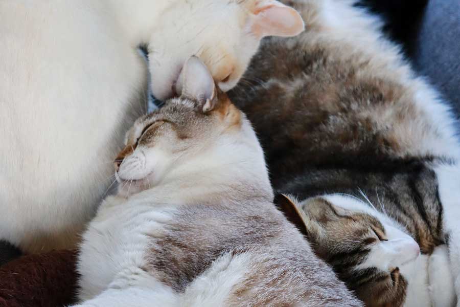 猫団子状態になっている岩崎さんの愛猫レオくん、ムネくん、カイくん【写真提供：岩崎華枝】
