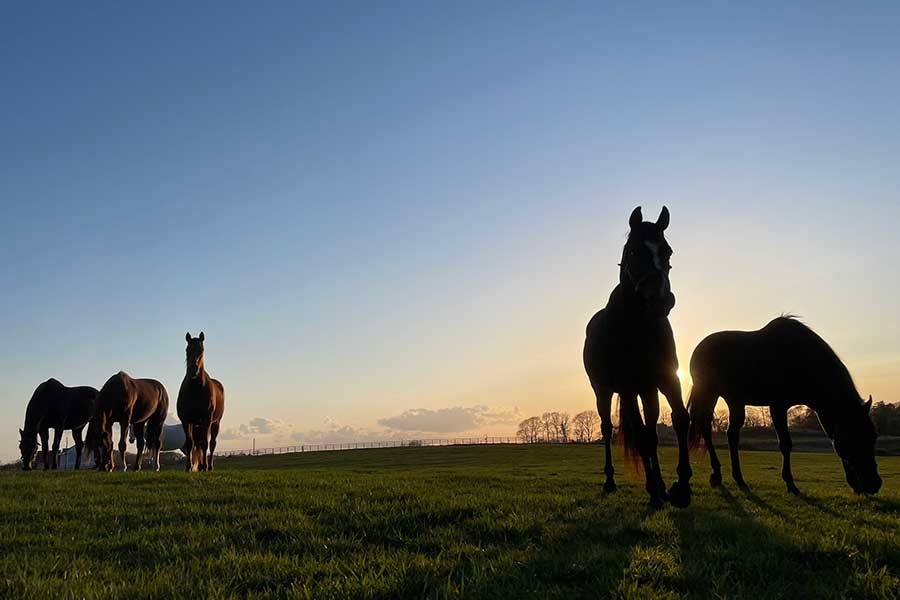 夕暮れ時にのんびりする有名馬たち【写真提供：Yogiboヴェルサイユリゾートファーム（@Versailles_Farm）】
