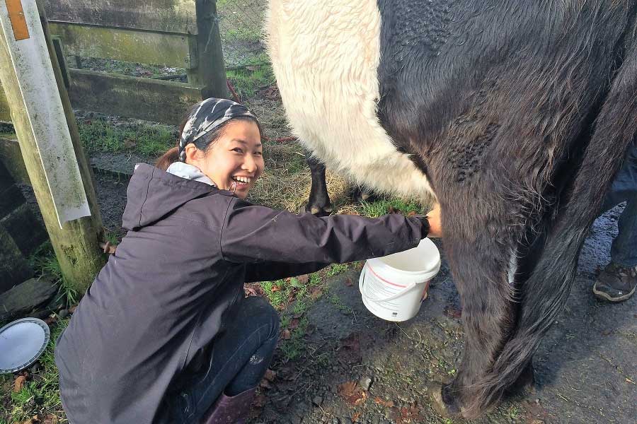 ニュージーランド滞在中、牛の乳しぼりをする瀧見さん【写真提供：瀧見明花里】