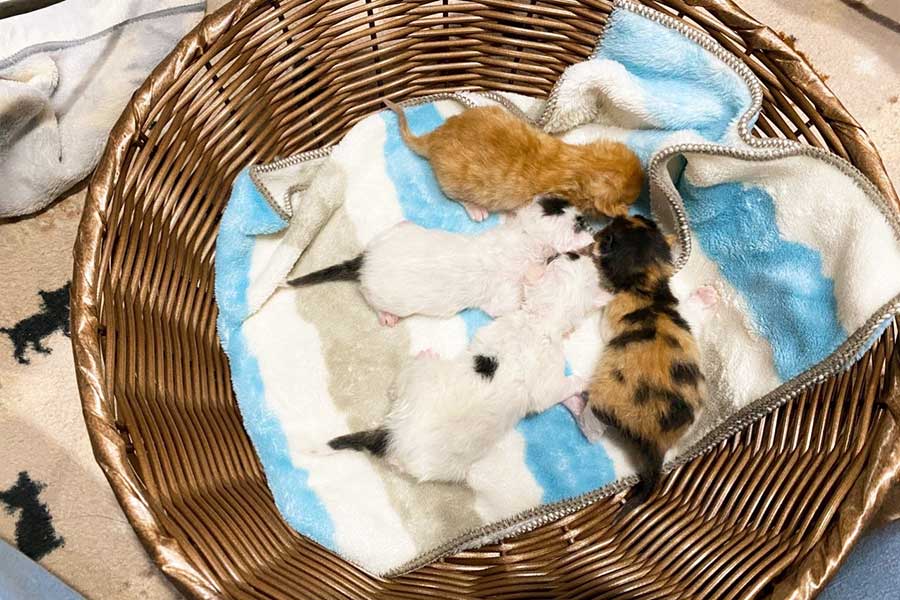 無事に保護されて、ブランケットが敷かれたカゴの中で眠る4匹【写真提供：にゃんねこ25匹の猫生活（@22nekosan）さん】