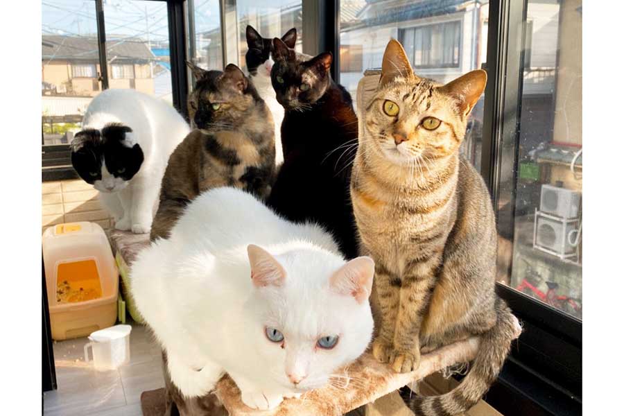 サンルームでのんびり。保護されたねこたち【写真提供：にゃんねこ25匹の猫生活（@22nekosan）さん】