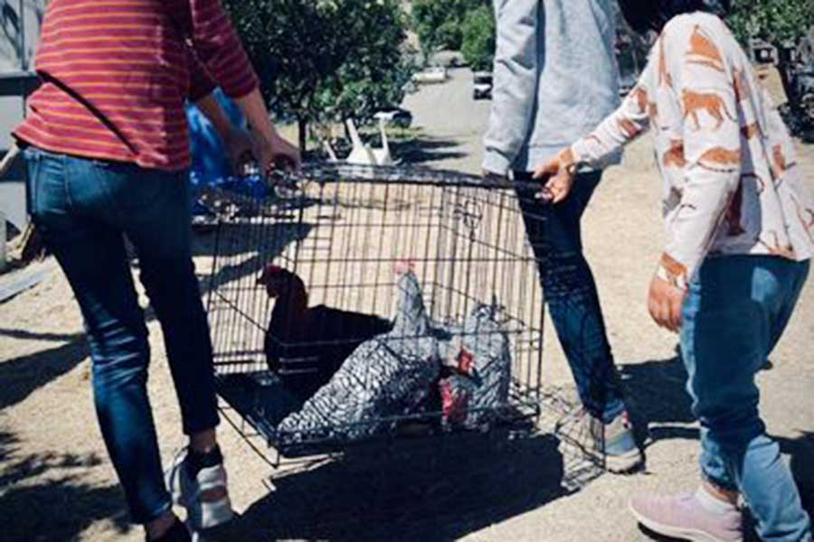 子どもたちが絞める鶏のケージを運ぶ様子【写真：小田島勢子】