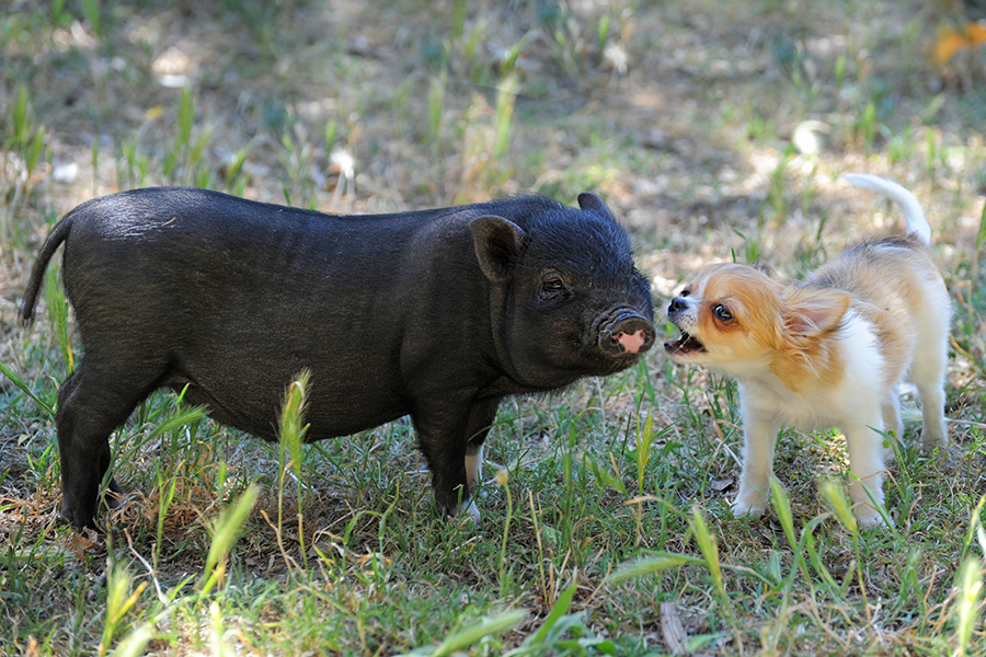 米アリゾナ州の保護団体が保護したチワワと豚の関係性に注目集まる（写真はイメージ）【写真：Getty Images】