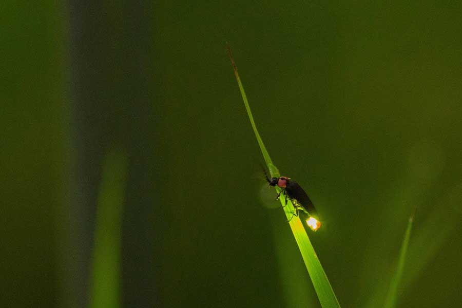 草の上で光るホタル（写真はイメージ）【写真：写真AC】