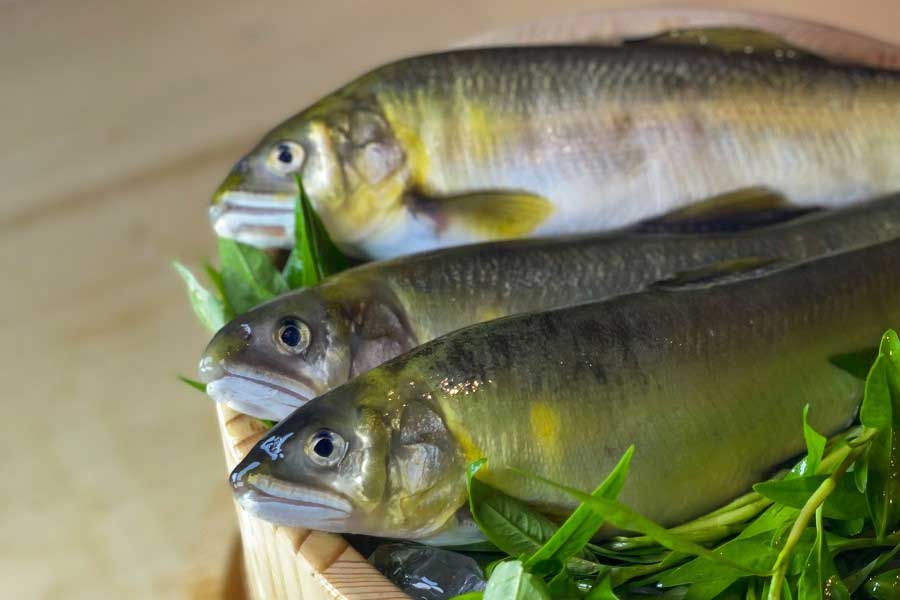 初夏を告げる魚アユ（写真はイメージ）【写真：写真AC】