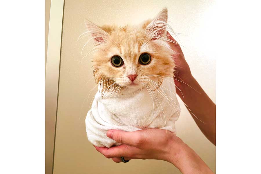 お風呂上がりにタオルで包み込まれたミルくん【写真提供：ミル君の日常（@miru_minuetto）さん】