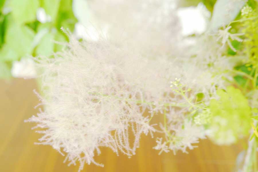 ふわふわした花茎がつくスモークツリー【写真：写真AC】