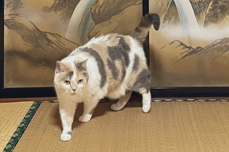 日本画からねこ？ ふすまから飛び出したような一枚に27万人驚き「一休