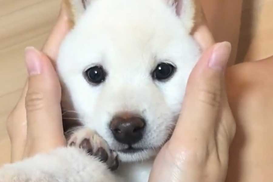 白柴の子いぬがトランスフォーム!? されるがままマッサージされる姿に