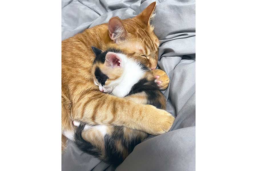 生後1か月間もない小春ちゃんをぎゅーっと抱きしめたまま熟睡するテトくん【写真提供：クリ猫のもっち（@senatetokoharu）さん】