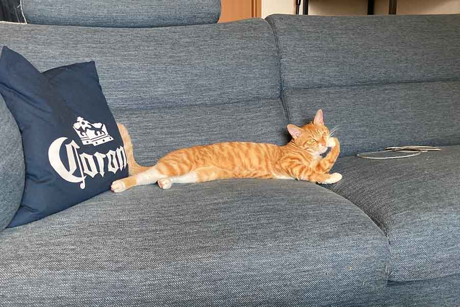 ソファでのんびり。美しく成長を遂げた桜子ちゃん【写真提供：【SUCCEED猫】桜子（@SUCCEED30327137）さん】