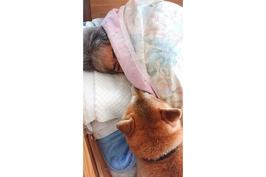 「おはよう～朝だよ～」と飼い主さんの両親を毎朝起こしにいくマルくん【写真提供：マルちゃん（@marukichi0118）さん】