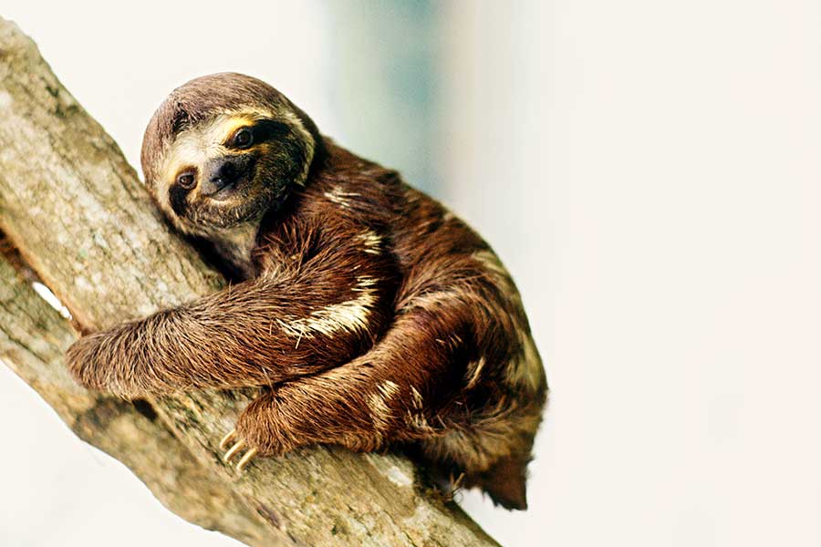コスタリカでナマケモノの感動シーンが話題に（写真はイメージ）【写真：Getty Images】