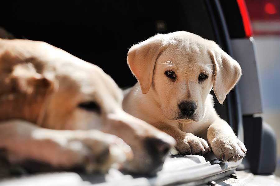 火災現場に子犬…その後の展開に注目が集まった（写真はイメージ）【写真：Getty Images】