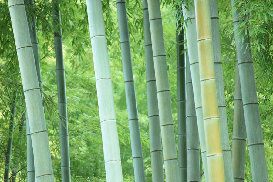竹はタケノコの竹皮が付いていない（写真はイメージ）【写真：写真AC】