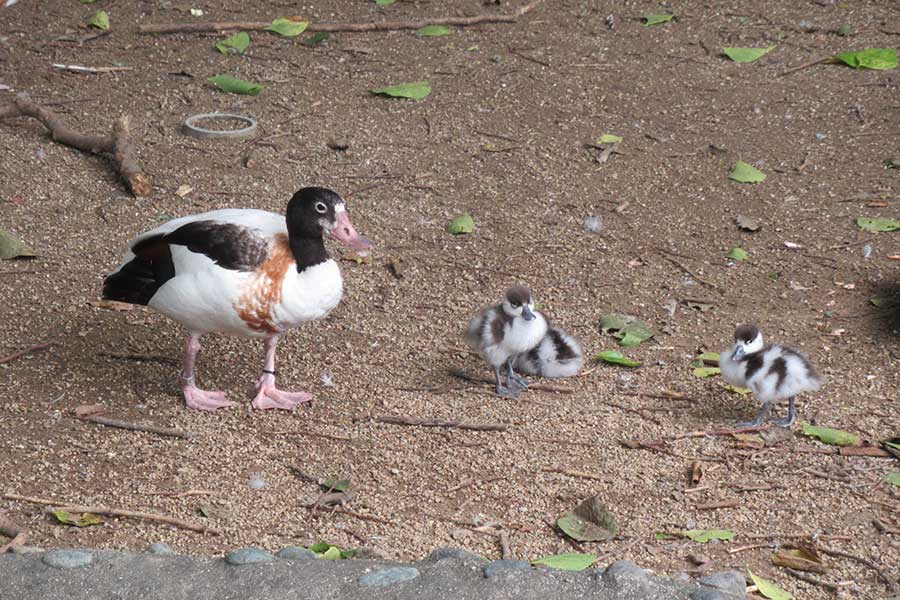 のいち動物公園ではツクシガモの雛が5羽孵化したばかり【写真提供：高知県立のいち動物公園】