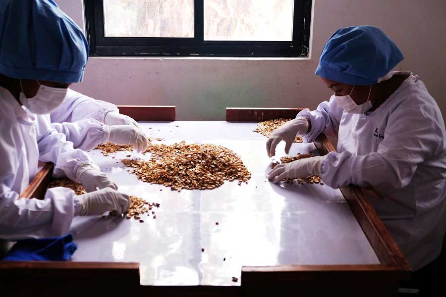 ピーナッツの選定作業をする、現地工場で働く女性たち【写真提供：仲琴舞貴】