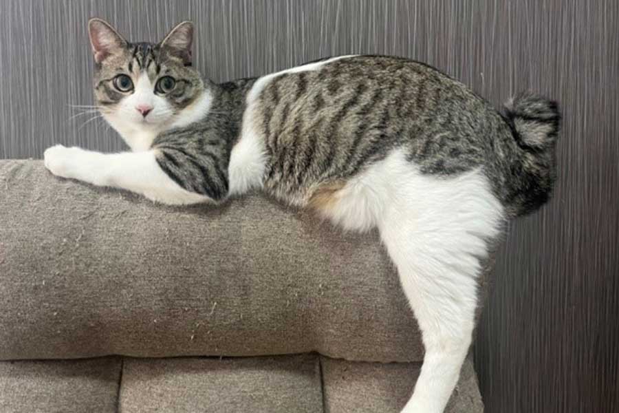ソファの上でくつろぐ元保護ねこのつくしくん【写真提供：猫おばさん（キジ白つくし）（@Neko2Obasan）さん】