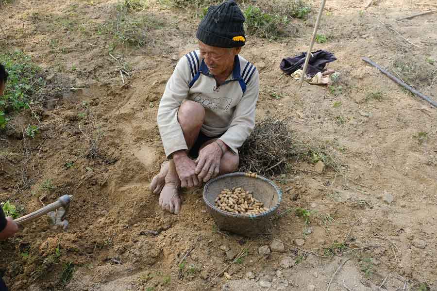 ピーナッツを収穫している現地のピーナッツ農家【写真提供：仲琴舞貴】